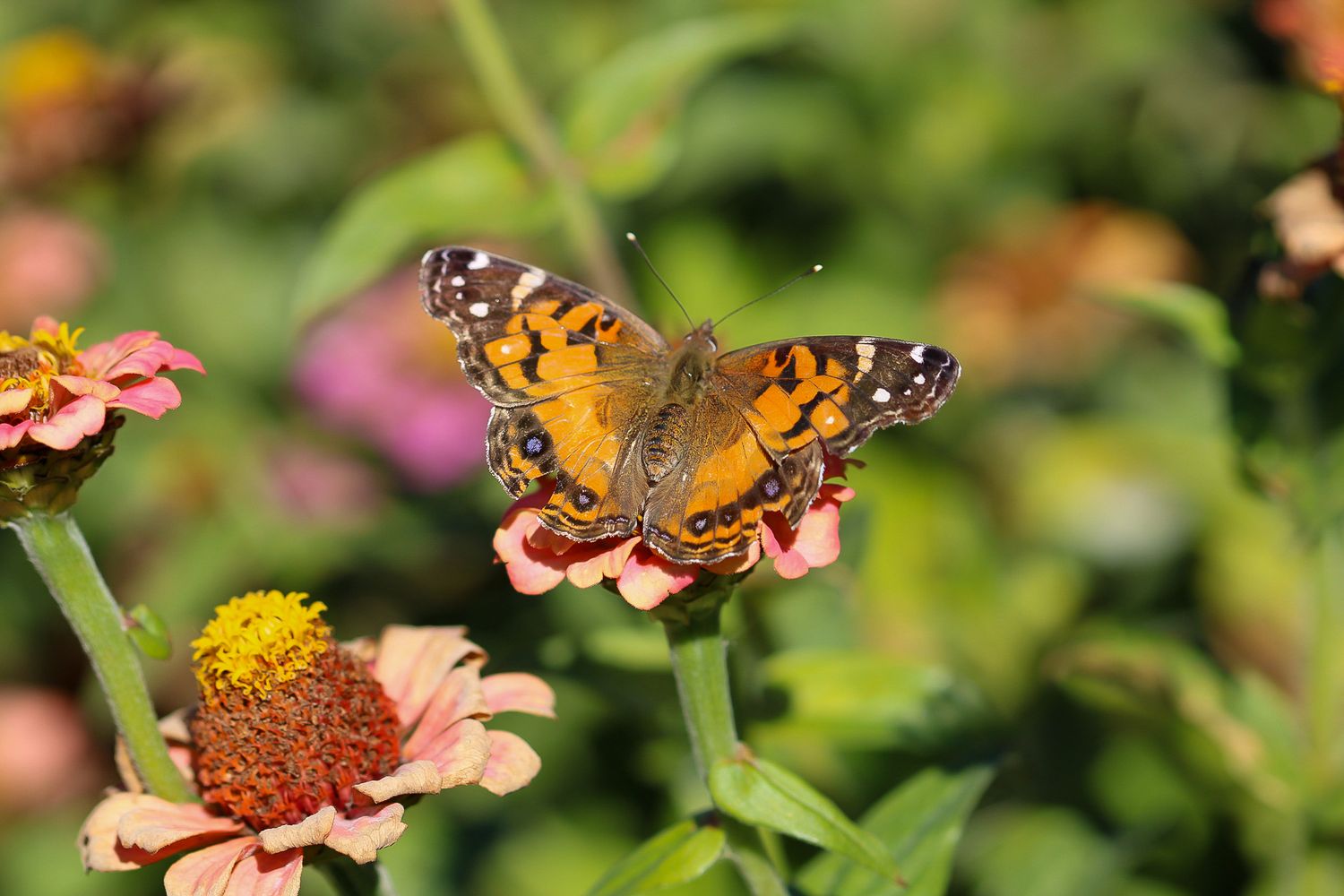 A butterfly resting on a zinnia in Mike's garden