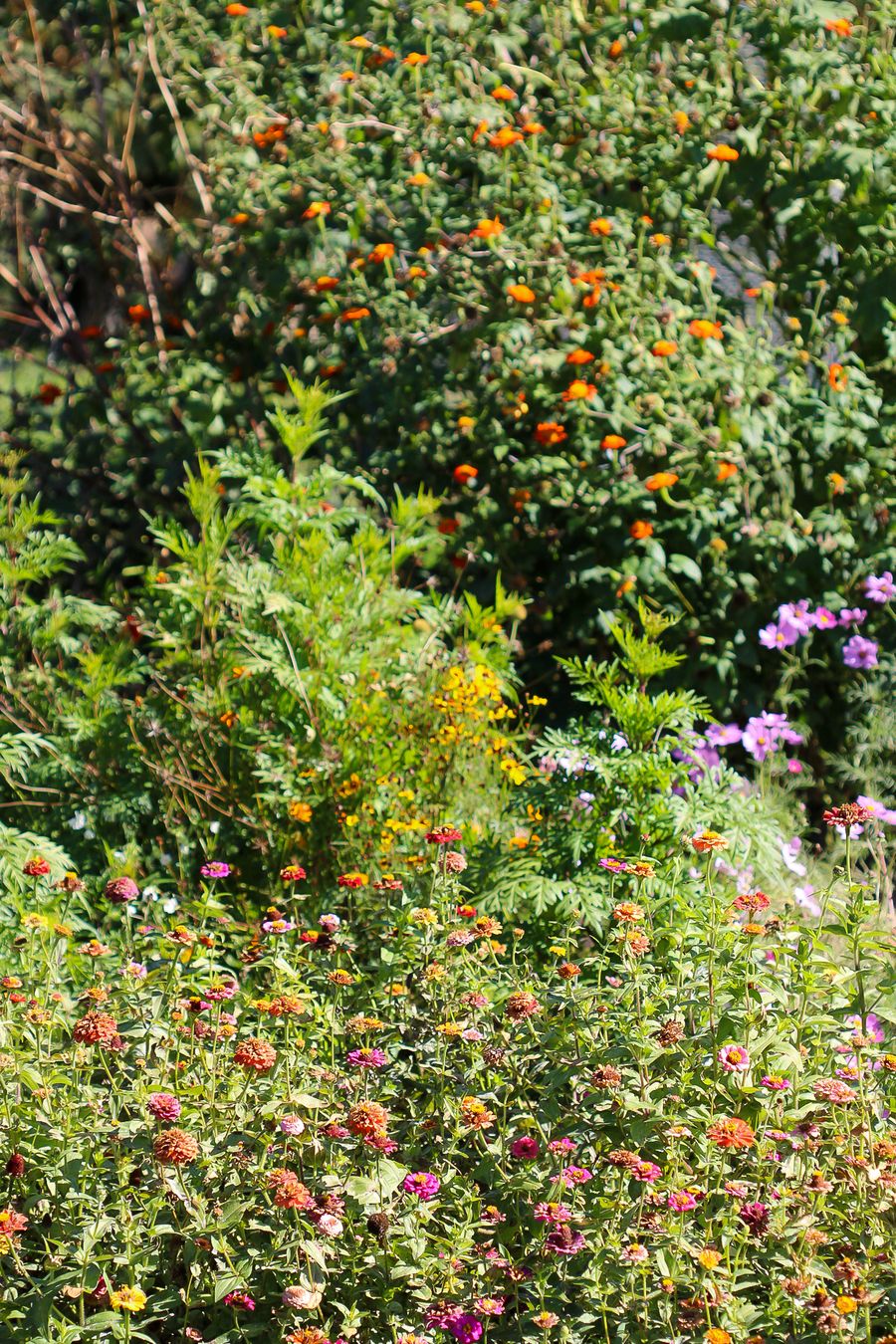 Tall flowers and zinnias in Mike's garden